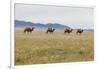 Bactrian Camel Herd. Gobi Desert. Mongolia.-Tom Norring-Framed Photographic Print