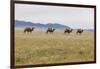 Bactrian Camel Herd. Gobi Desert. Mongolia.-Tom Norring-Framed Photographic Print