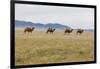 Bactrian Camel Herd. Gobi Desert. Mongolia.-Tom Norring-Framed Photographic Print