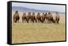 Bactrian Camel Herd. Gobi Desert. Mongolia.-Tom Norring-Framed Stretched Canvas