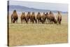 Bactrian Camel Herd. Gobi Desert. Mongolia.-Tom Norring-Stretched Canvas