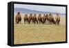 Bactrian Camel Herd. Gobi Desert. Mongolia.-Tom Norring-Framed Stretched Canvas