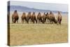 Bactrian Camel Herd. Gobi Desert. Mongolia.-Tom Norring-Stretched Canvas