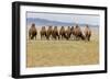 Bactrian Camel Herd. Gobi Desert. Mongolia.-Tom Norring-Framed Photographic Print