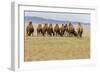 Bactrian Camel Herd. Gobi Desert. Mongolia.-Tom Norring-Framed Photographic Print