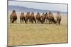 Bactrian Camel Herd. Gobi Desert. Mongolia.-Tom Norring-Mounted Photographic Print