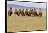 Bactrian Camel Herd. Gobi Desert. Mongolia.-Tom Norring-Framed Stretched Canvas