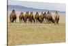 Bactrian Camel Herd. Gobi Desert. Mongolia.-Tom Norring-Stretched Canvas