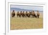 Bactrian Camel Herd. Gobi Desert. Mongolia.-Tom Norring-Framed Photographic Print