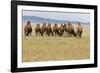 Bactrian Camel Herd. Gobi Desert. Mongolia.-Tom Norring-Framed Photographic Print