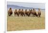 Bactrian Camel Herd. Gobi Desert. Mongolia.-Tom Norring-Framed Photographic Print