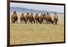 Bactrian Camel Herd. Gobi Desert. Mongolia.-Tom Norring-Framed Photographic Print