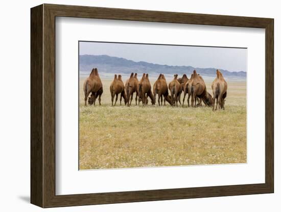 Bactrian Camel Herd. Gobi Desert. Mongolia.-Tom Norring-Framed Photographic Print