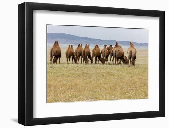 Bactrian Camel Herd. Gobi Desert. Mongolia.-Tom Norring-Framed Photographic Print