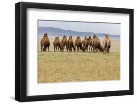 Bactrian Camel Herd. Gobi Desert. Mongolia.-Tom Norring-Framed Photographic Print