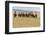 Bactrian Camel Herd. Gobi Desert. Mongolia.-Tom Norring-Framed Photographic Print