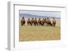 Bactrian Camel Herd. Gobi Desert. Mongolia.-Tom Norring-Framed Photographic Print