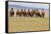 Bactrian Camel Herd. Gobi Desert. Mongolia.-Tom Norring-Framed Stretched Canvas