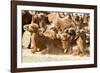 Bactrian Camel Herd. Gobi Desert. Mongolia.-Tom Norring-Framed Photographic Print