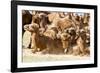 Bactrian Camel Herd. Gobi Desert. Mongolia.-Tom Norring-Framed Photographic Print