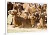 Bactrian Camel Herd. Gobi Desert. Mongolia.-Tom Norring-Framed Photographic Print