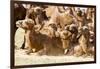 Bactrian Camel Herd. Gobi Desert. Mongolia.-Tom Norring-Framed Photographic Print