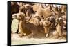 Bactrian Camel Herd. Gobi Desert. Mongolia.-Tom Norring-Framed Stretched Canvas