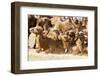 Bactrian Camel Herd. Gobi Desert. Mongolia.-Tom Norring-Framed Photographic Print