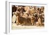 Bactrian Camel Herd. Gobi Desert. Mongolia.-Tom Norring-Framed Photographic Print