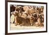 Bactrian Camel Herd. Gobi Desert. Mongolia.-Tom Norring-Framed Premium Photographic Print