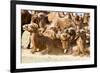 Bactrian Camel Herd. Gobi Desert. Mongolia.-Tom Norring-Framed Premium Photographic Print
