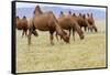 Bactrian Camel Herd. Gobi Desert. Mongolia.-Tom Norring-Framed Stretched Canvas