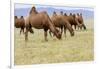 Bactrian Camel Herd. Gobi Desert. Mongolia.-Tom Norring-Framed Photographic Print