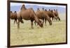 Bactrian Camel Herd. Gobi Desert. Mongolia.-Tom Norring-Framed Photographic Print