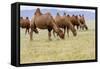 Bactrian Camel Herd. Gobi Desert. Mongolia.-Tom Norring-Framed Stretched Canvas