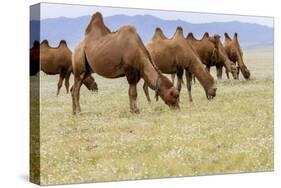 Bactrian Camel Herd. Gobi Desert. Mongolia.-Tom Norring-Stretched Canvas