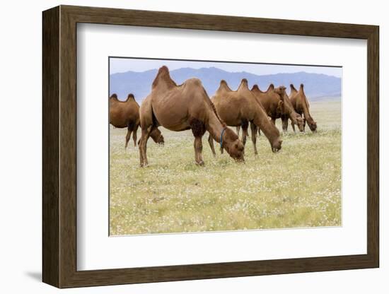 Bactrian Camel Herd. Gobi Desert. Mongolia.-Tom Norring-Framed Photographic Print