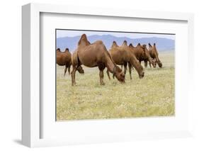 Bactrian Camel Herd. Gobi Desert. Mongolia.-Tom Norring-Framed Photographic Print