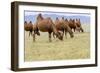 Bactrian Camel Herd. Gobi Desert. Mongolia.-Tom Norring-Framed Photographic Print