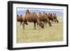 Bactrian Camel Herd. Gobi Desert. Mongolia.-Tom Norring-Framed Photographic Print