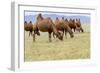 Bactrian Camel Herd. Gobi Desert. Mongolia.-Tom Norring-Framed Photographic Print