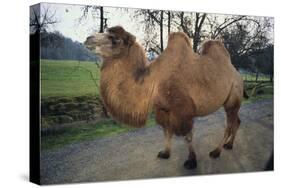 Bactrian Camel-DLILLC-Stretched Canvas