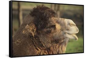 Bactrian Camel-DLILLC-Framed Stretched Canvas
