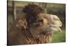 Bactrian Camel-DLILLC-Stretched Canvas