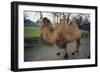 Bactrian Camel-DLILLC-Framed Photographic Print