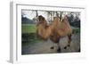 Bactrian Camel-DLILLC-Framed Photographic Print