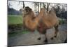 Bactrian Camel-DLILLC-Mounted Photographic Print