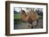 Bactrian Camel-DLILLC-Framed Photographic Print