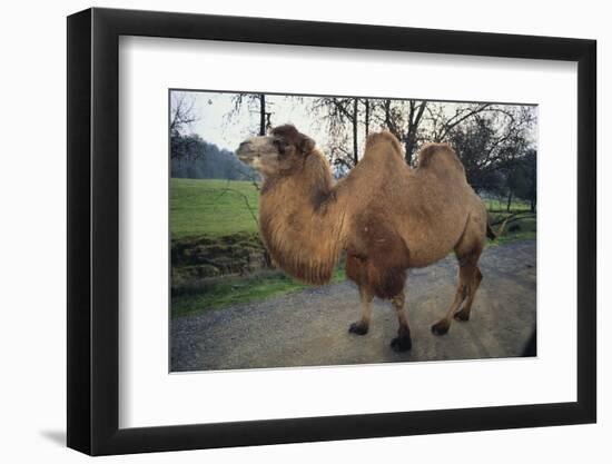 Bactrian Camel-DLILLC-Framed Photographic Print