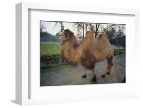 Bactrian Camel-DLILLC-Framed Photographic Print